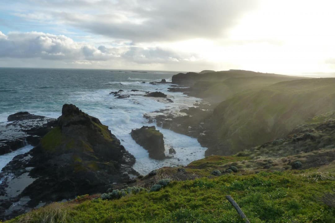 Phillip Island with Penguin Parade Eco Tour - სურათი 12