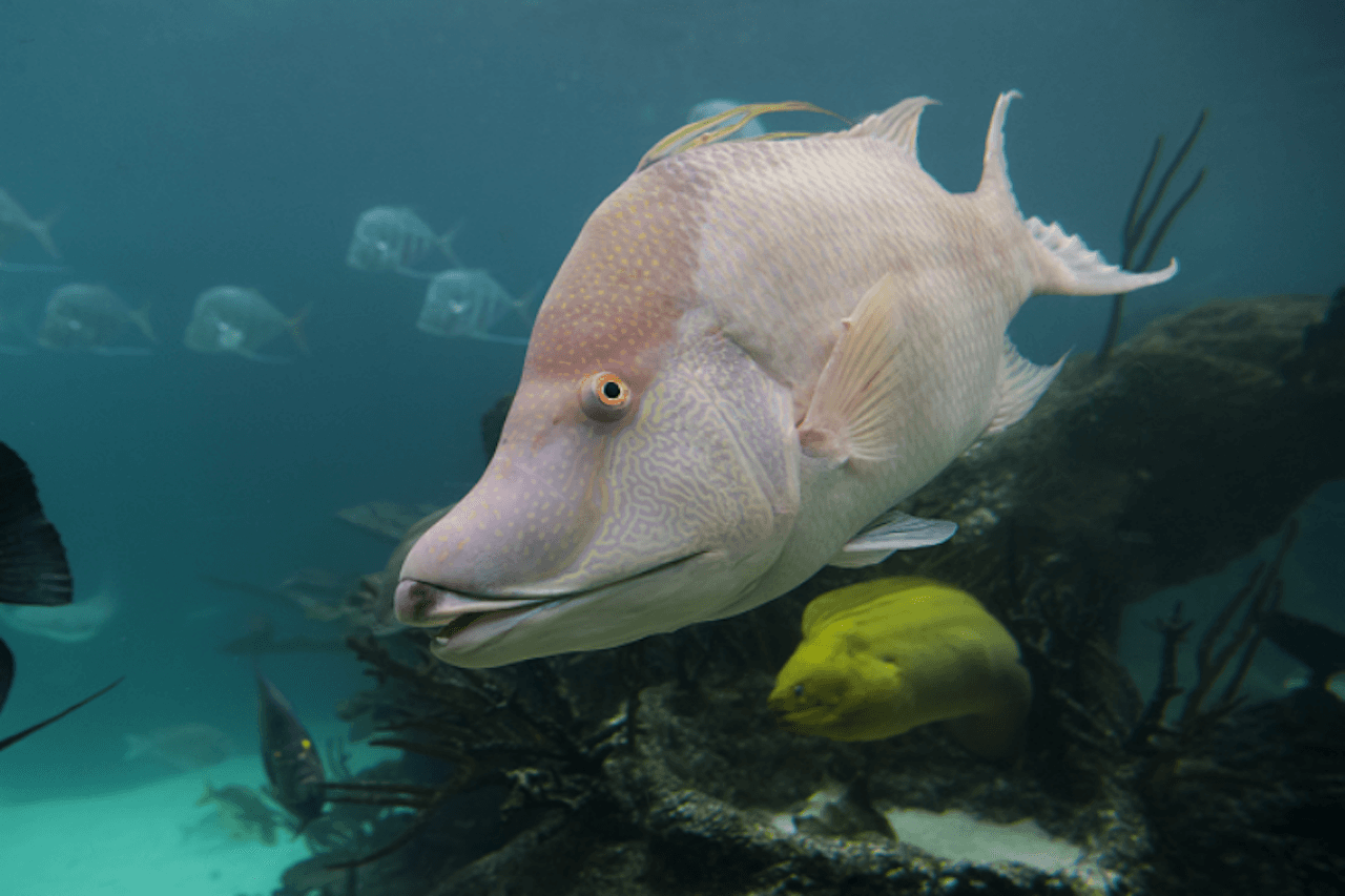 New York Aquarium - სურათი 2