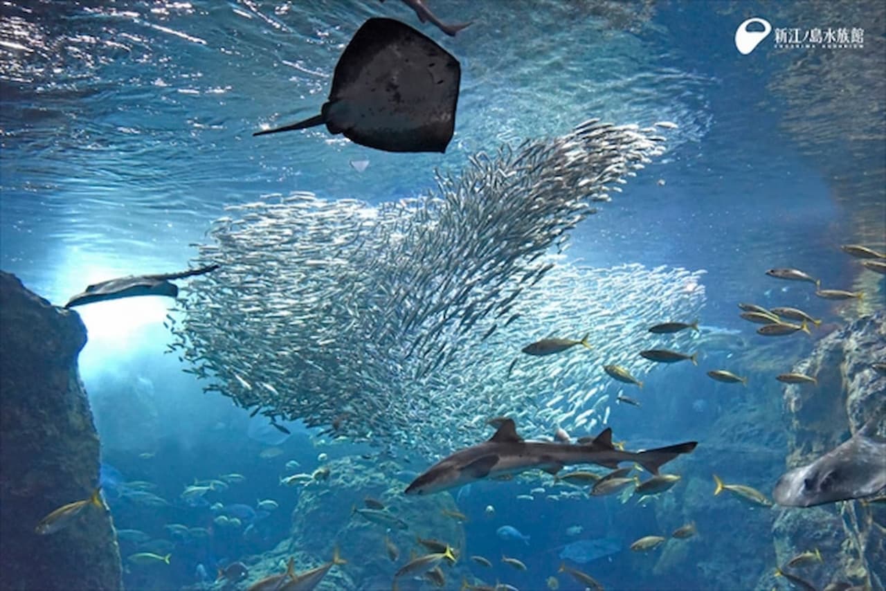 Enoshima Aquarium Ticket - მთავარი სურათი