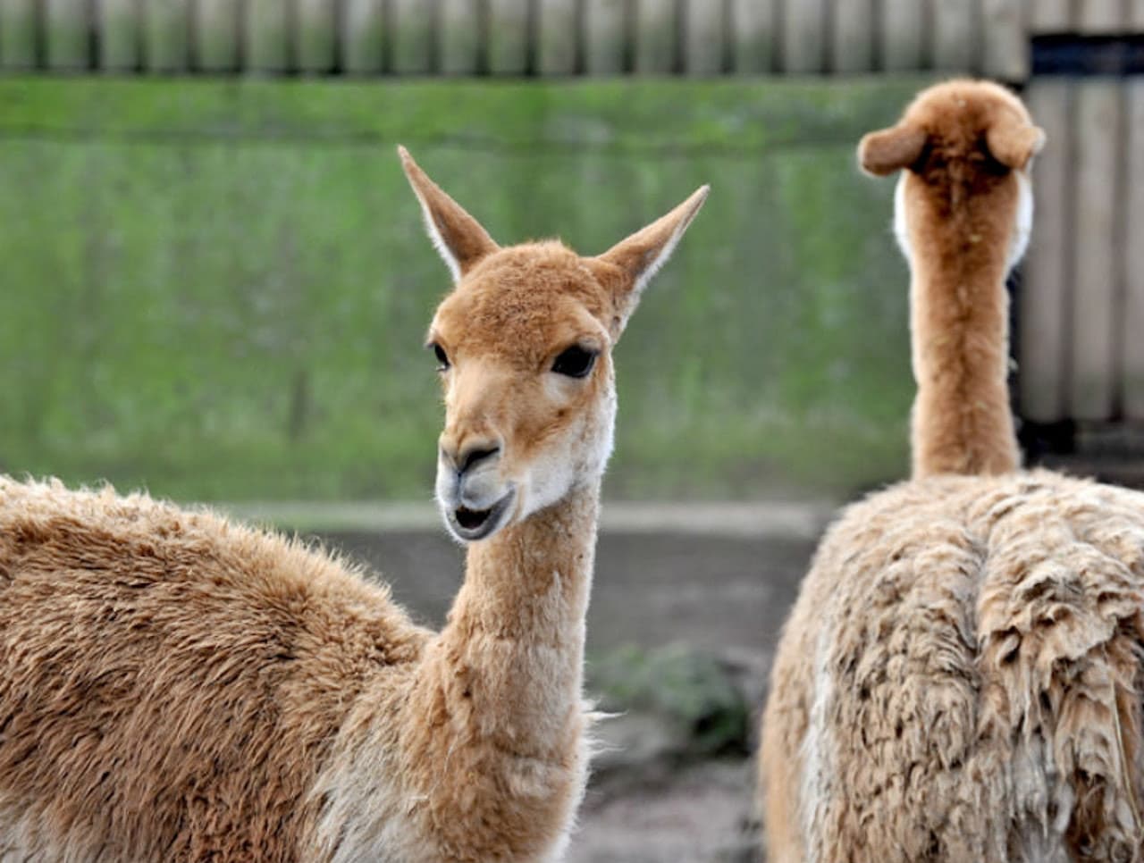 Bioparco: The Zoo of Rome - სურათი 9