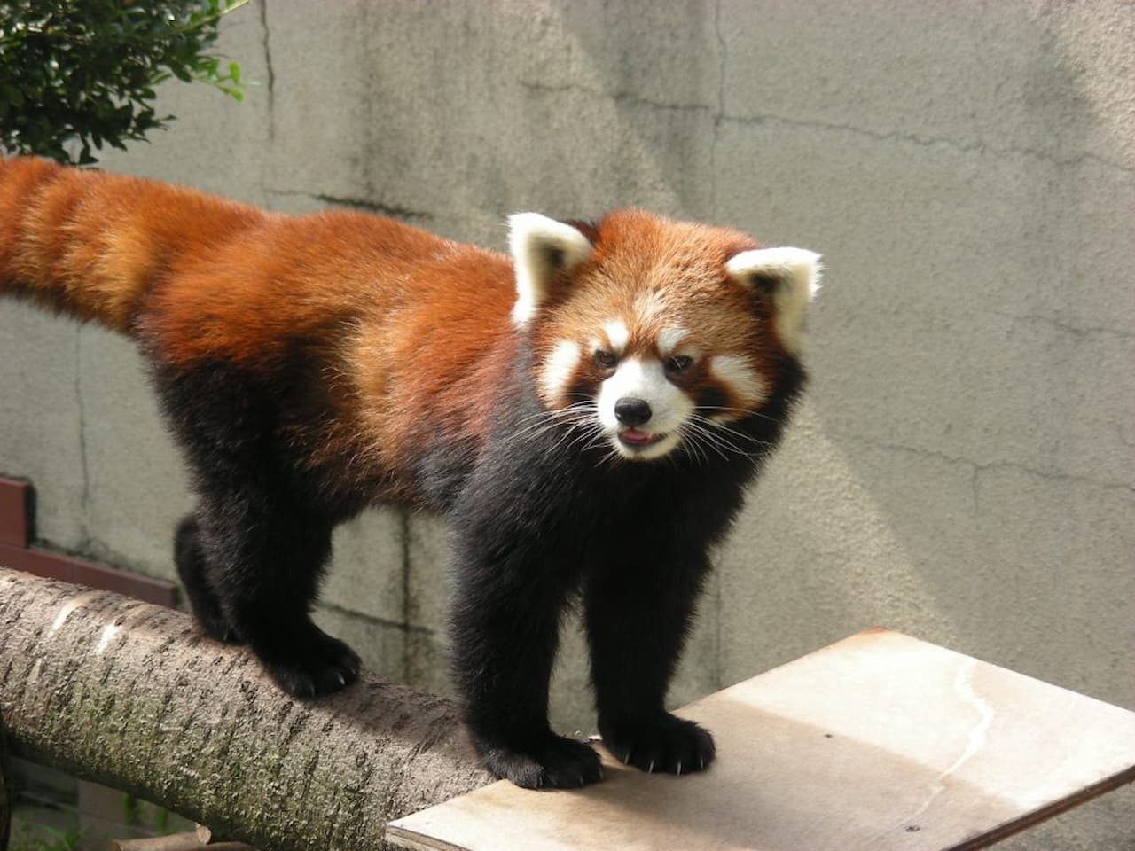 Gunma Safari Park Ticket - სურათი 8