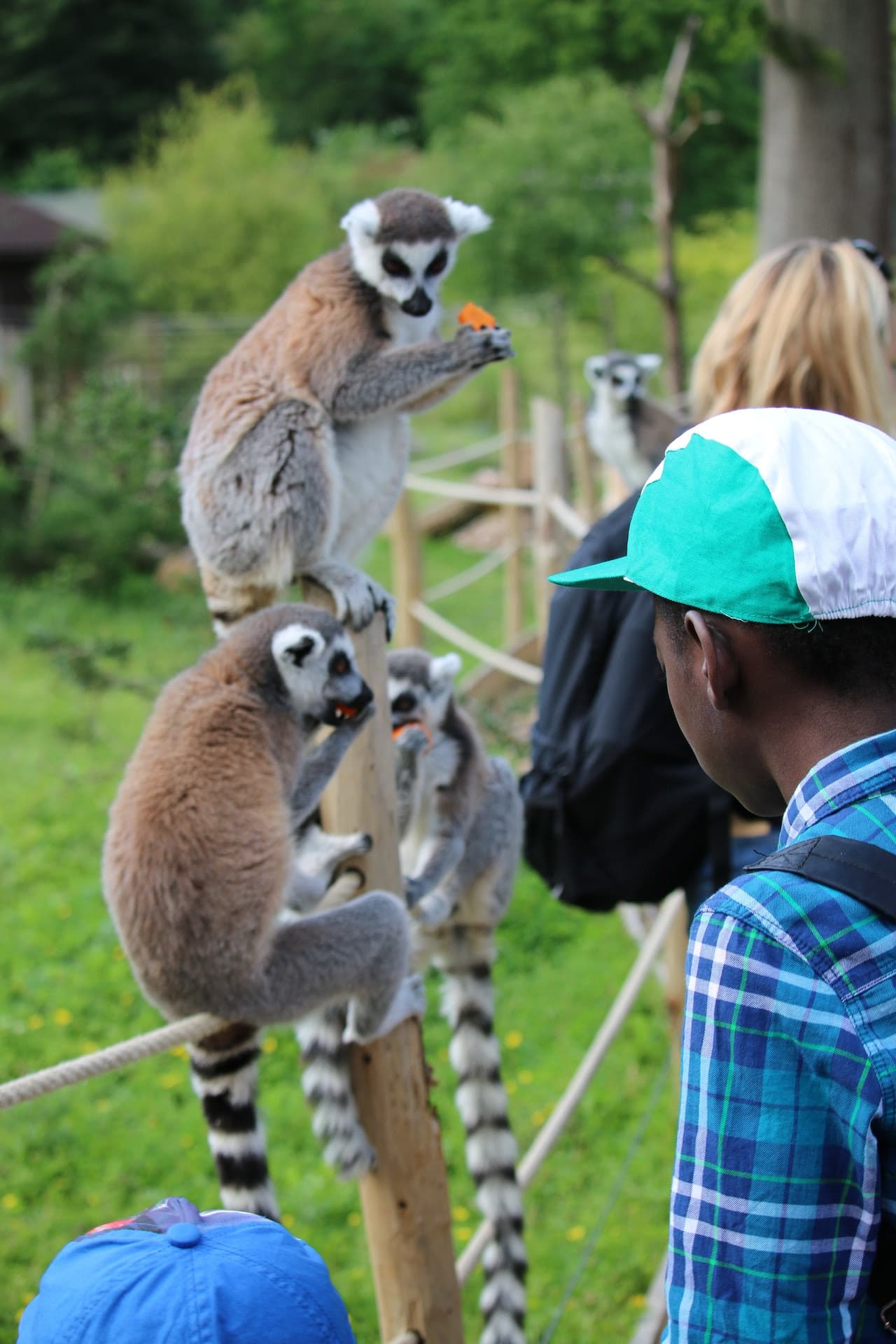 Thoiry ZooSafari: Skip The Line - სურათი 12