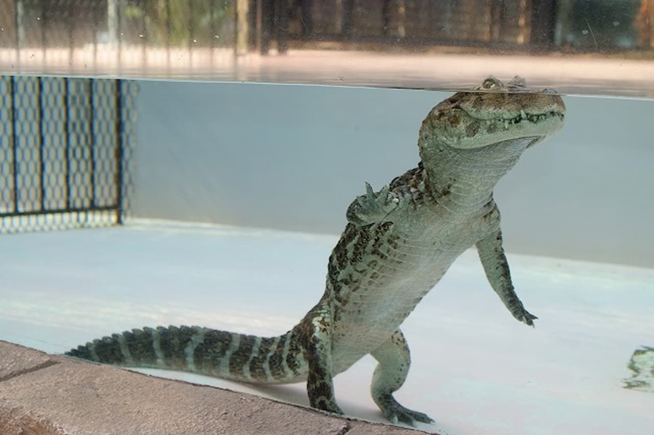 Atagawa Tropical and Alligator Garden Ticket - მთავარი სურათი
