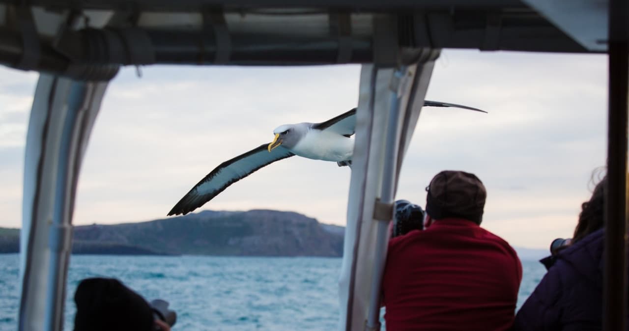 Monarch Wildlife Cruise and Peninsula Encounter Tour - სურათი 6
