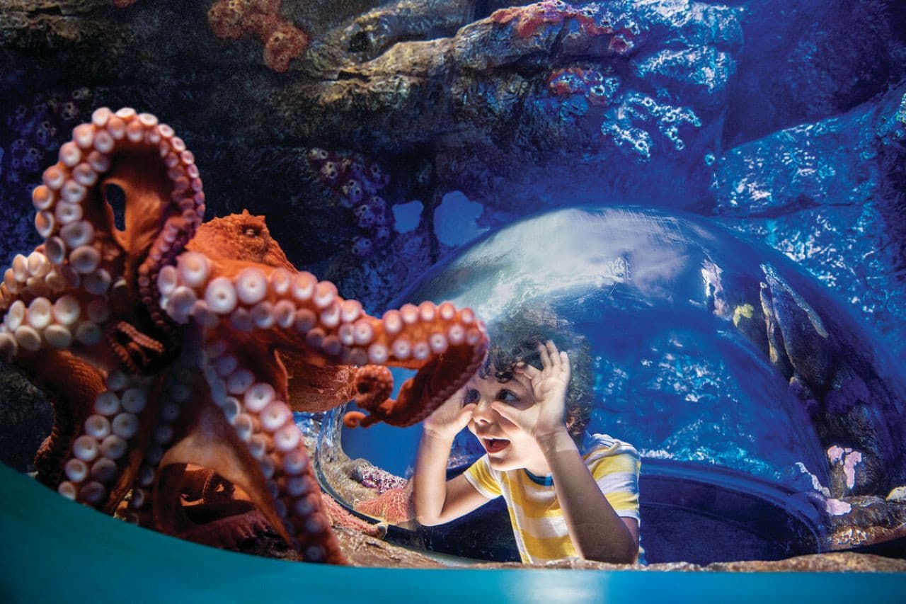 Go City San Diego All-Inclusive Pass Plus: Save up to 50% on Attractions - სურათი 3