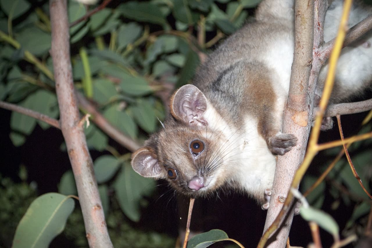 Guided Evening Rainforest Walk and Glow Worms Experience from Gold Coast - სურათი 9