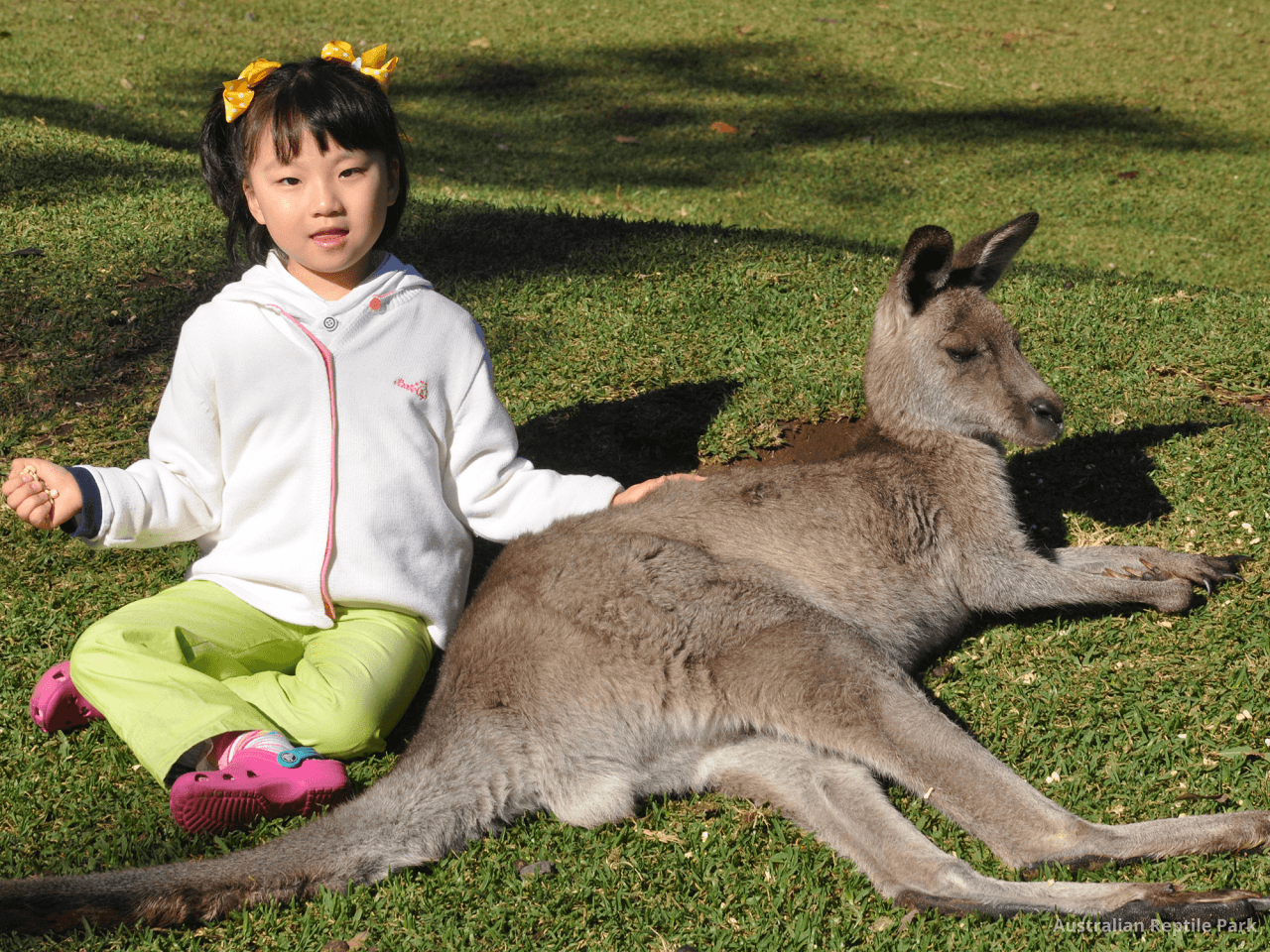 Australian Reptile Park - სურათი 15