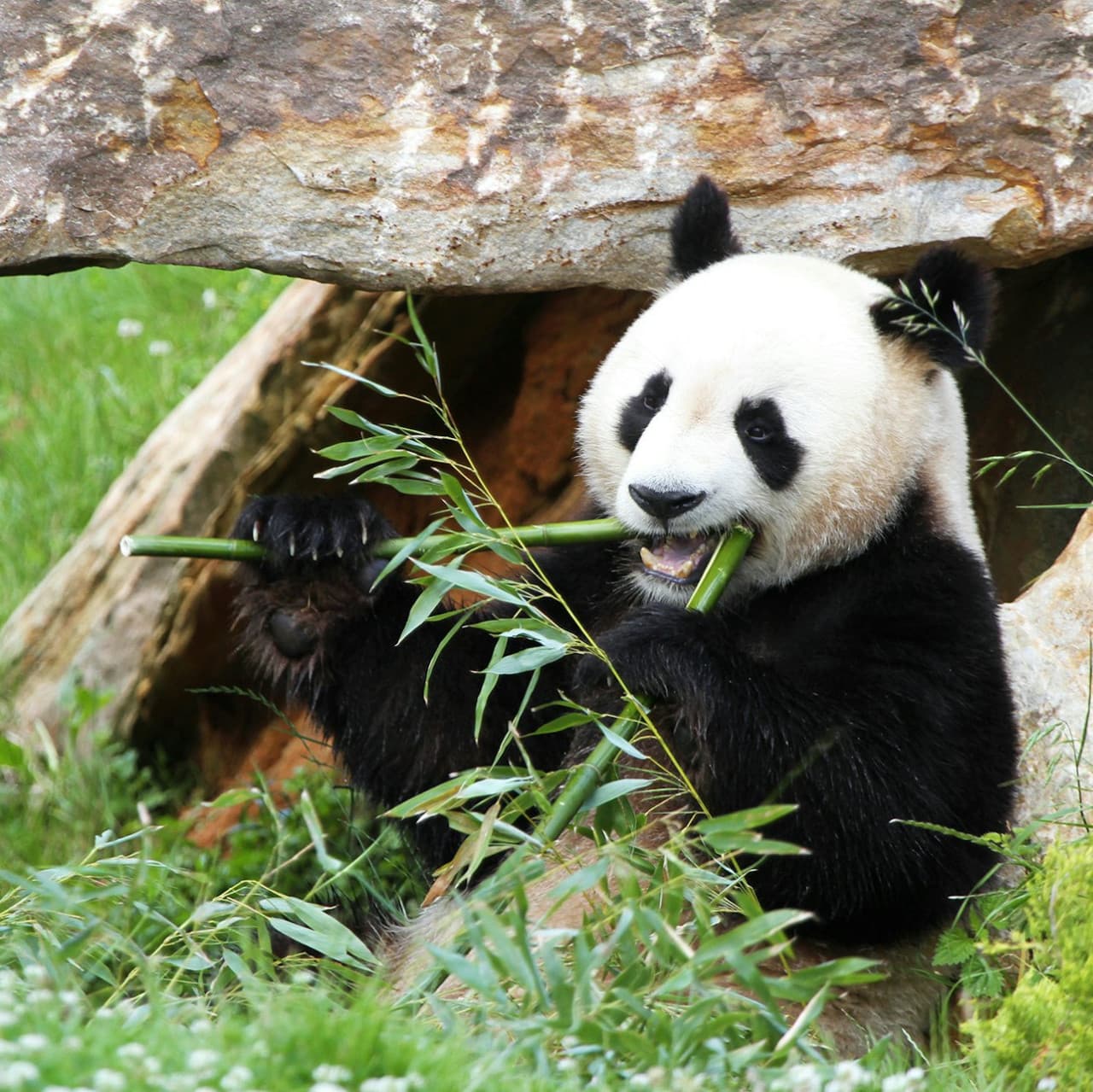 ZooParc de Beauval Ticket - სურათი 3