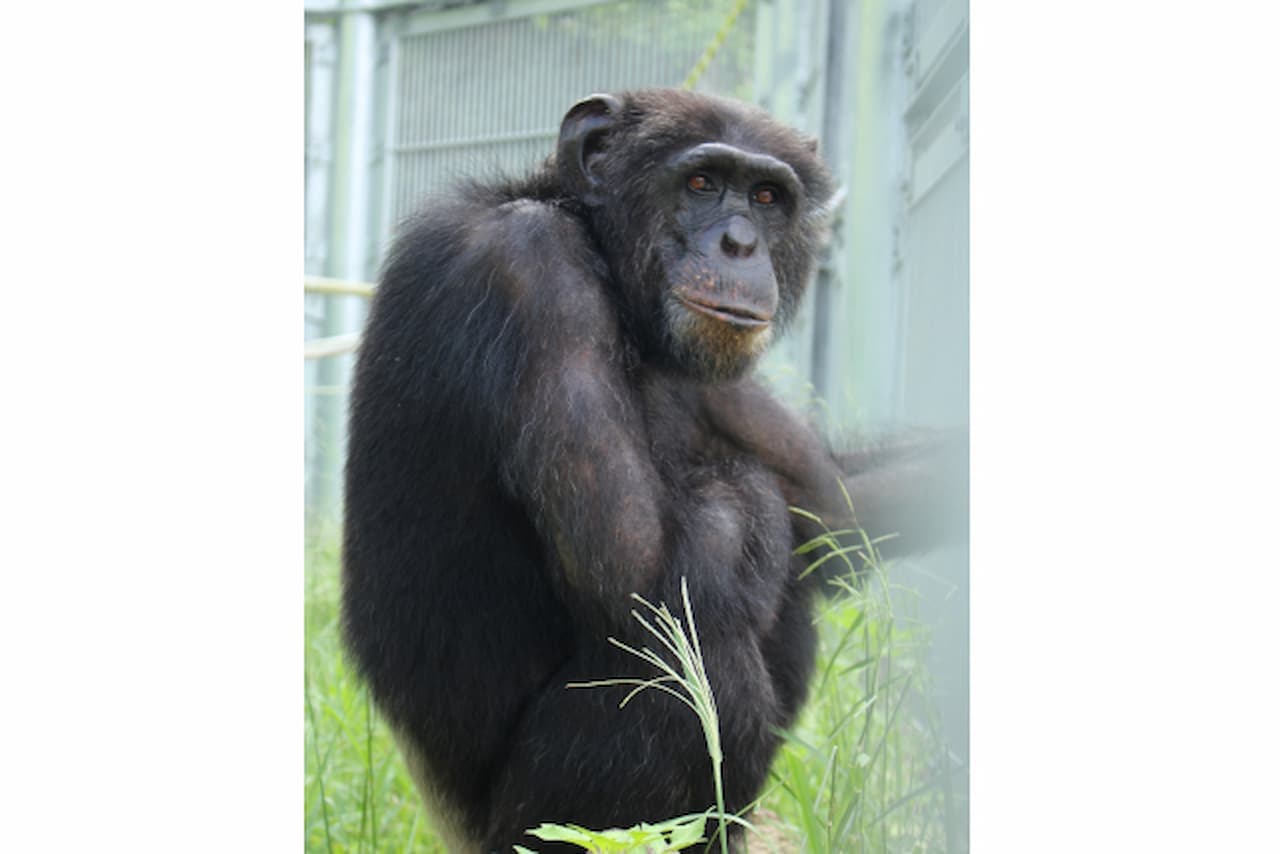 Okinawa Zoo & Museum Ticket - სურათი 6
