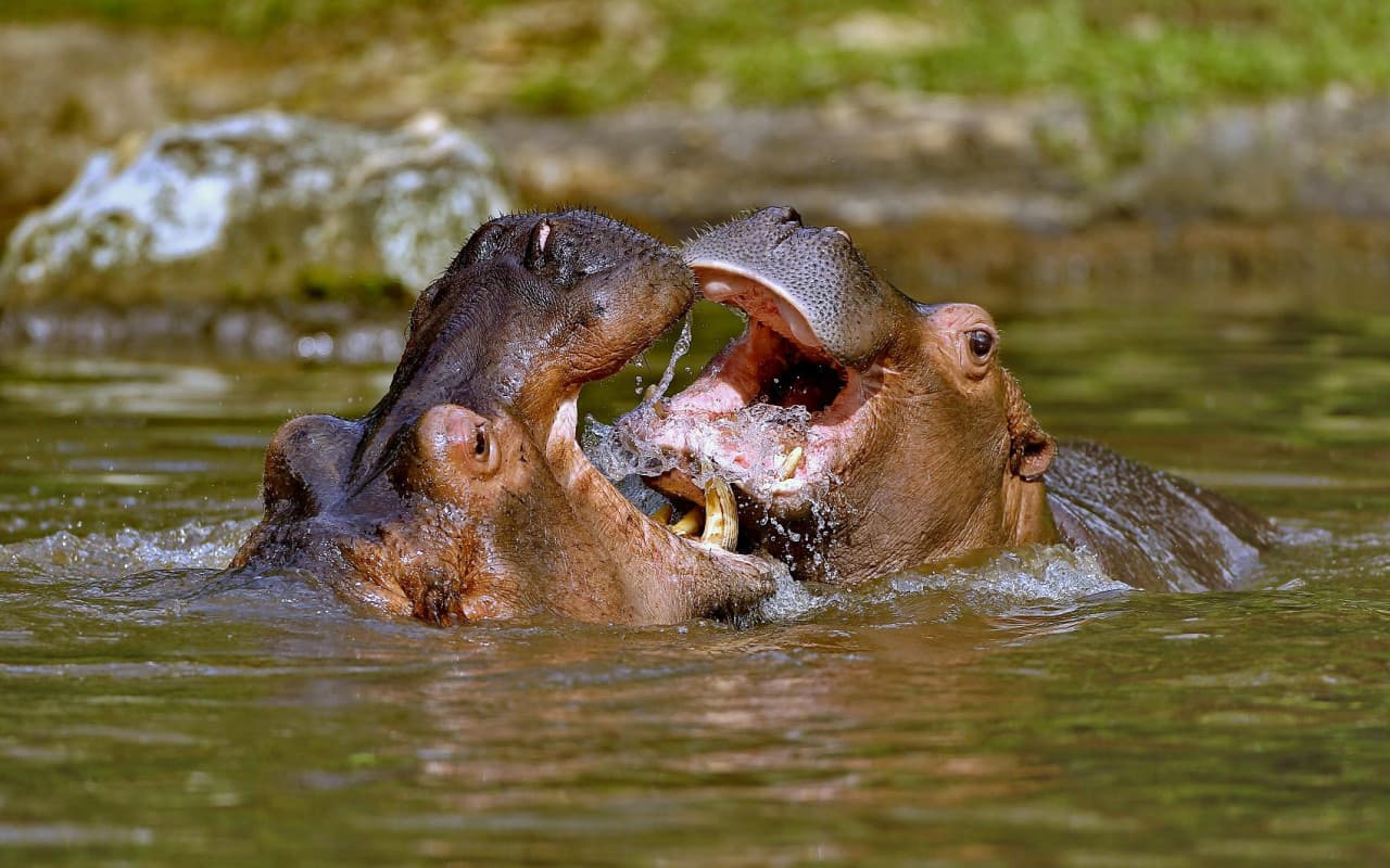 Bali Safari Park Ticket - სურათი 7