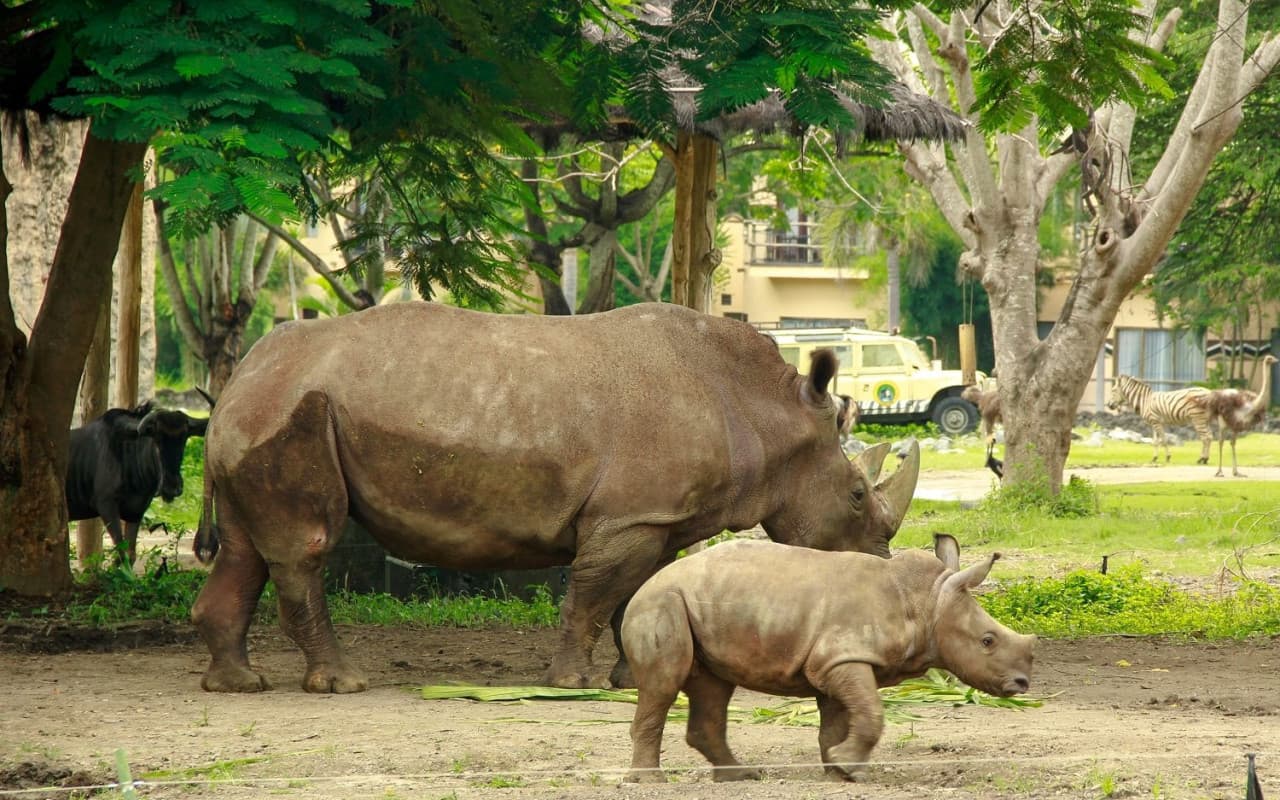 Bali Safari Park Ticket - სურათი 6