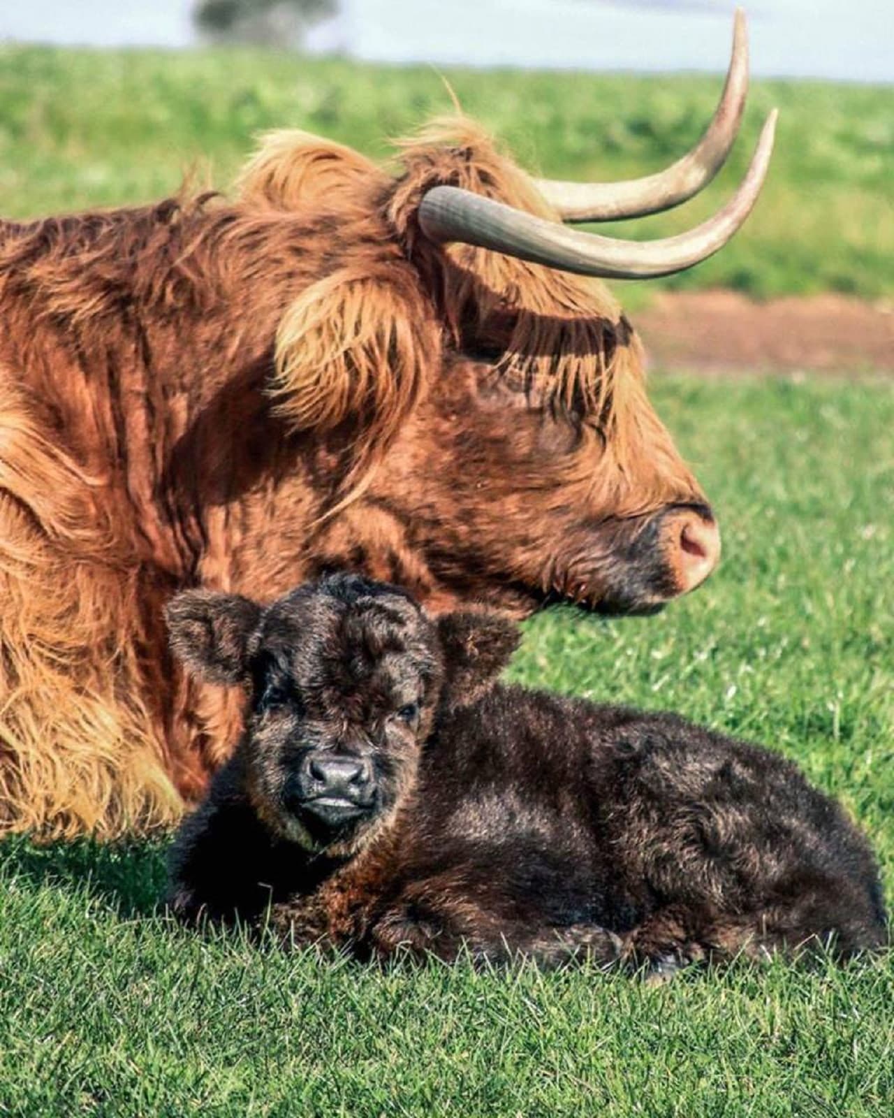 Phillip Island Nature Parks - Three-Park Pass - სურათი 11