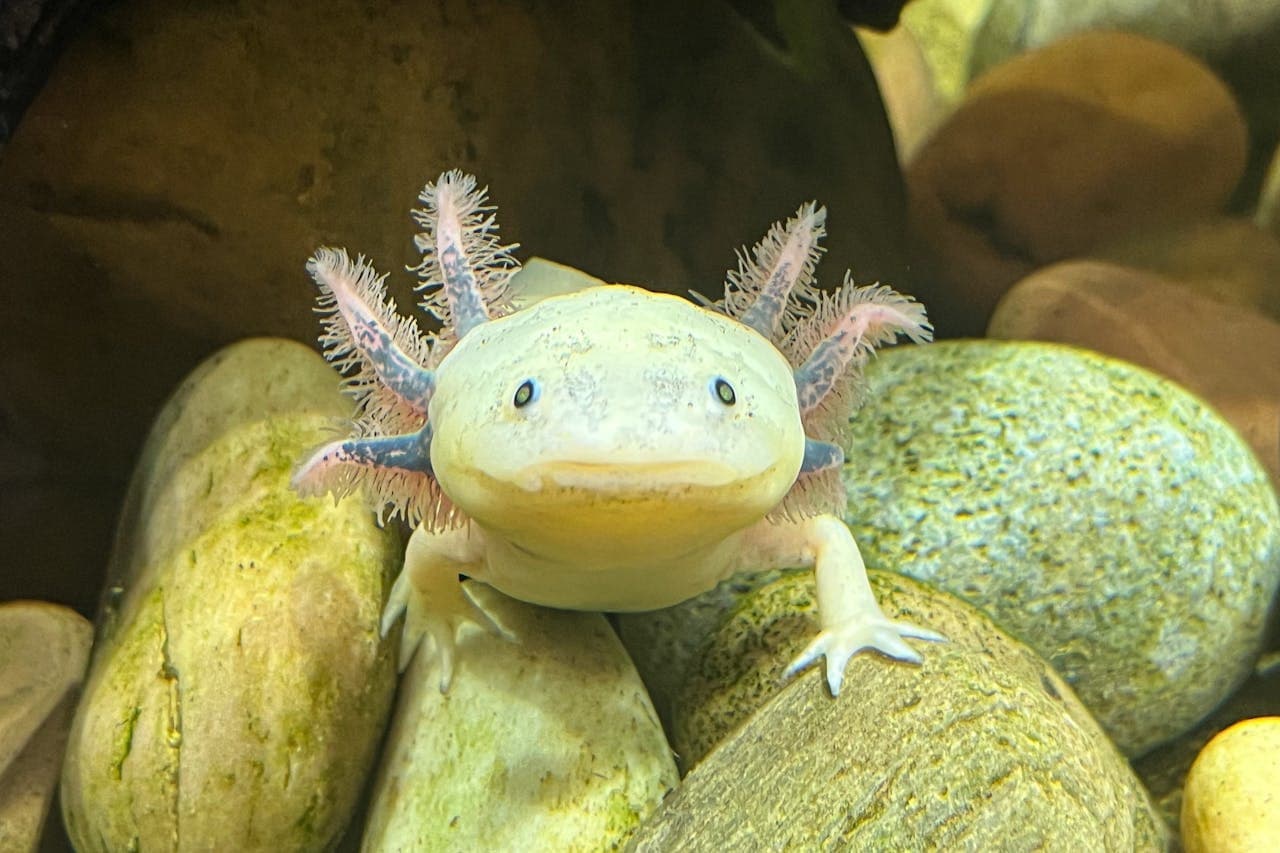 The Florida Aquarium Ticket - სურათი 9
