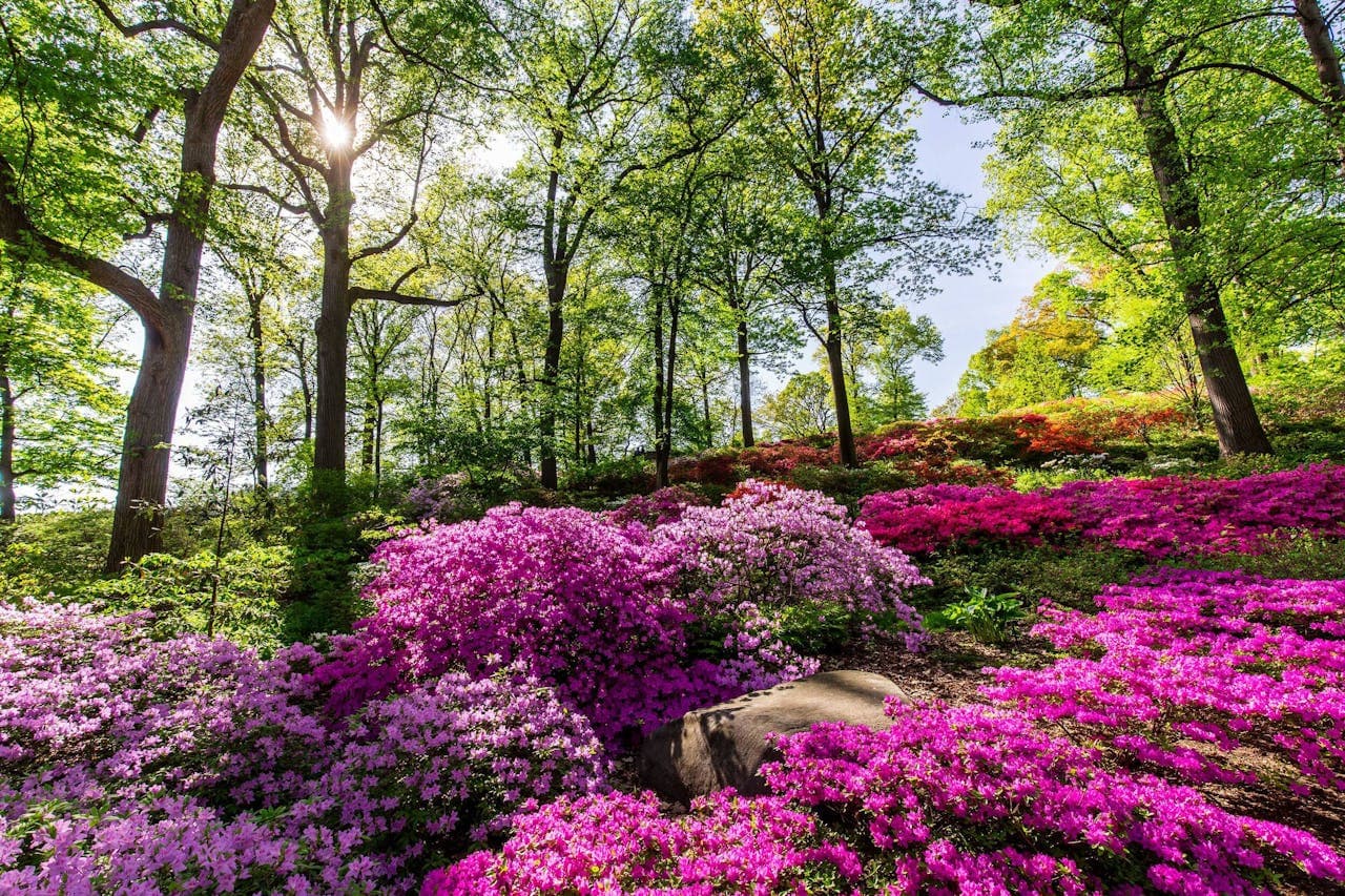 New York Botanical Garden Ticket - სურათი 10