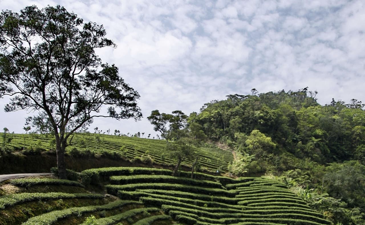 Thousand Island Lake and Pinglin Tea Plantation Tour - სურათი 7
