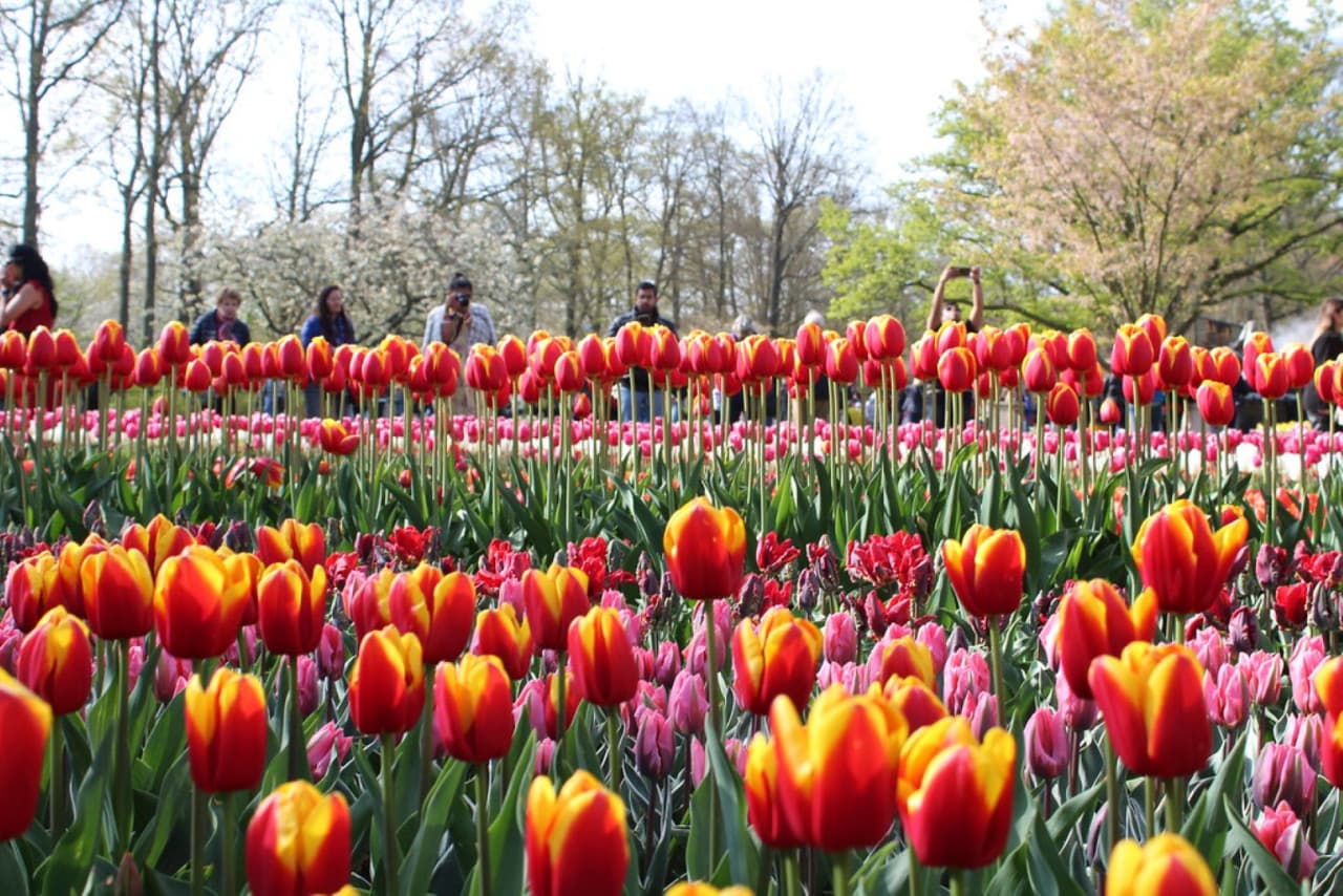 Keukenhof Gardens Ticket with Round Trip Bus Transfer from Amsterdam - სურათი 9