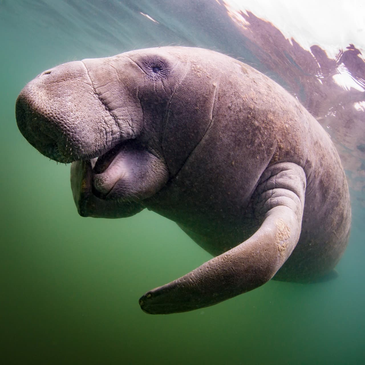 Florida Nature Coast Tour: Crystal River with Manatees Snorkelling, Homosassa State Park - სურათი 6