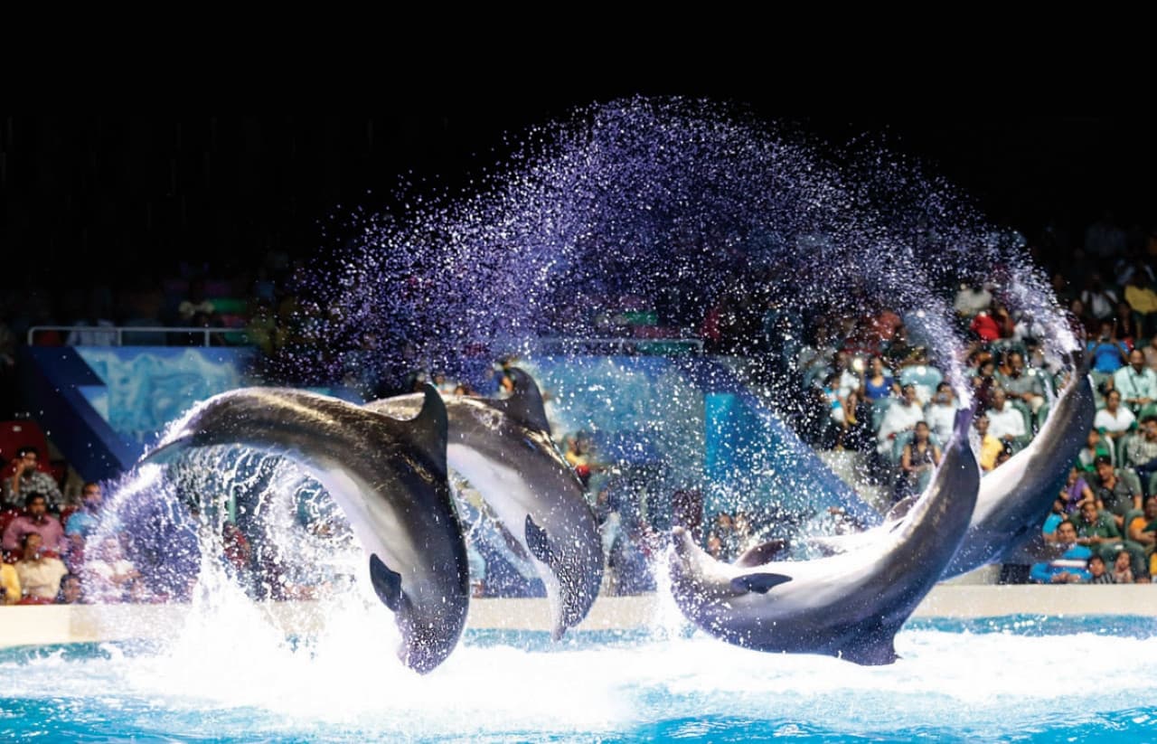 COMBO: Dubai Dolphinarium + Dubai Crocodile Park Tickets - მთავარი სურათი