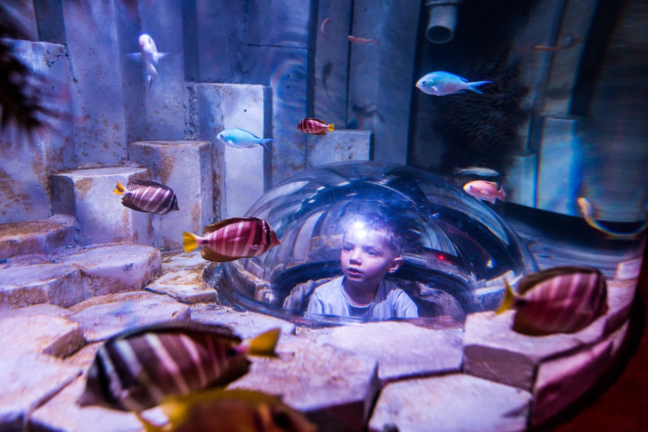 COMBO: Melbourne Skydeck + SEA LIFE Melbourne Aquarium Tickets - სურათი 8