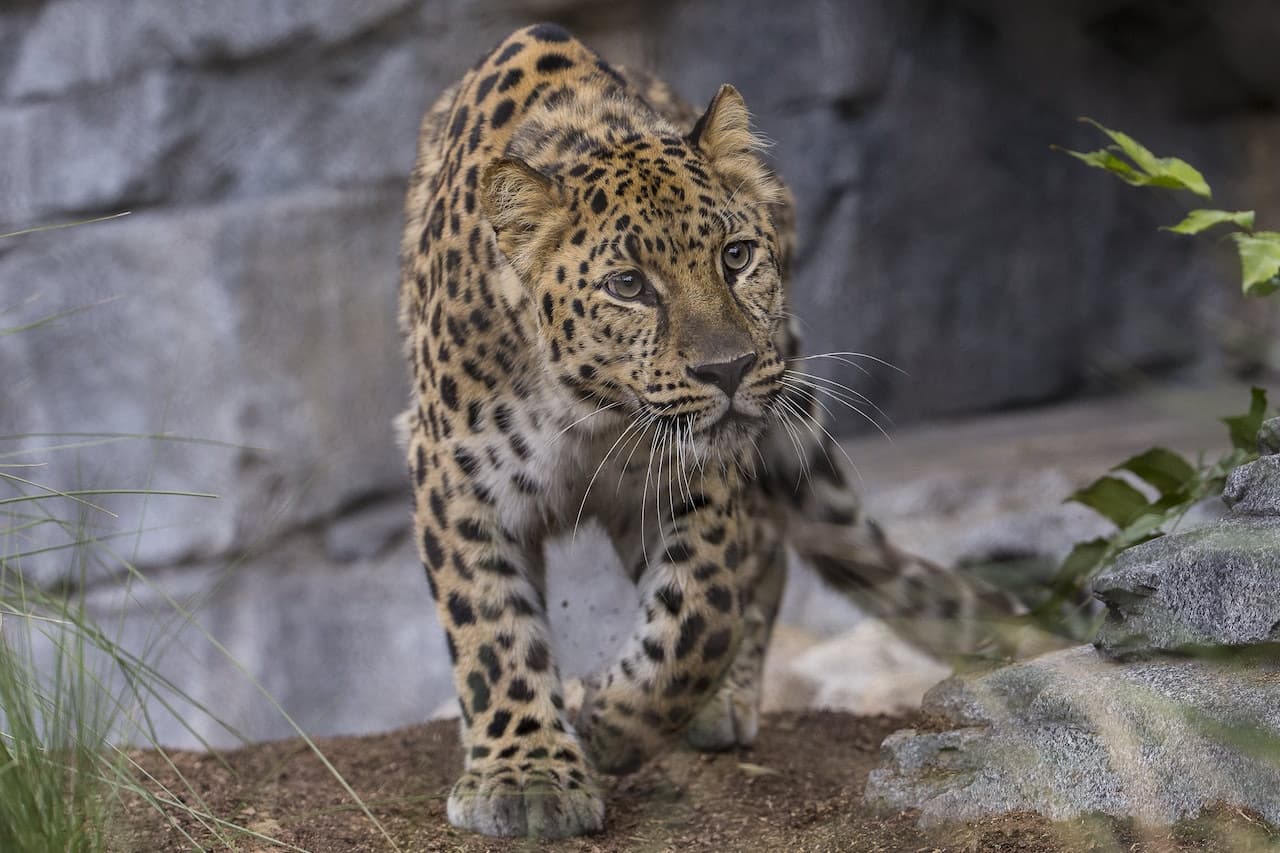 San Diego Zoo - სურათი 9