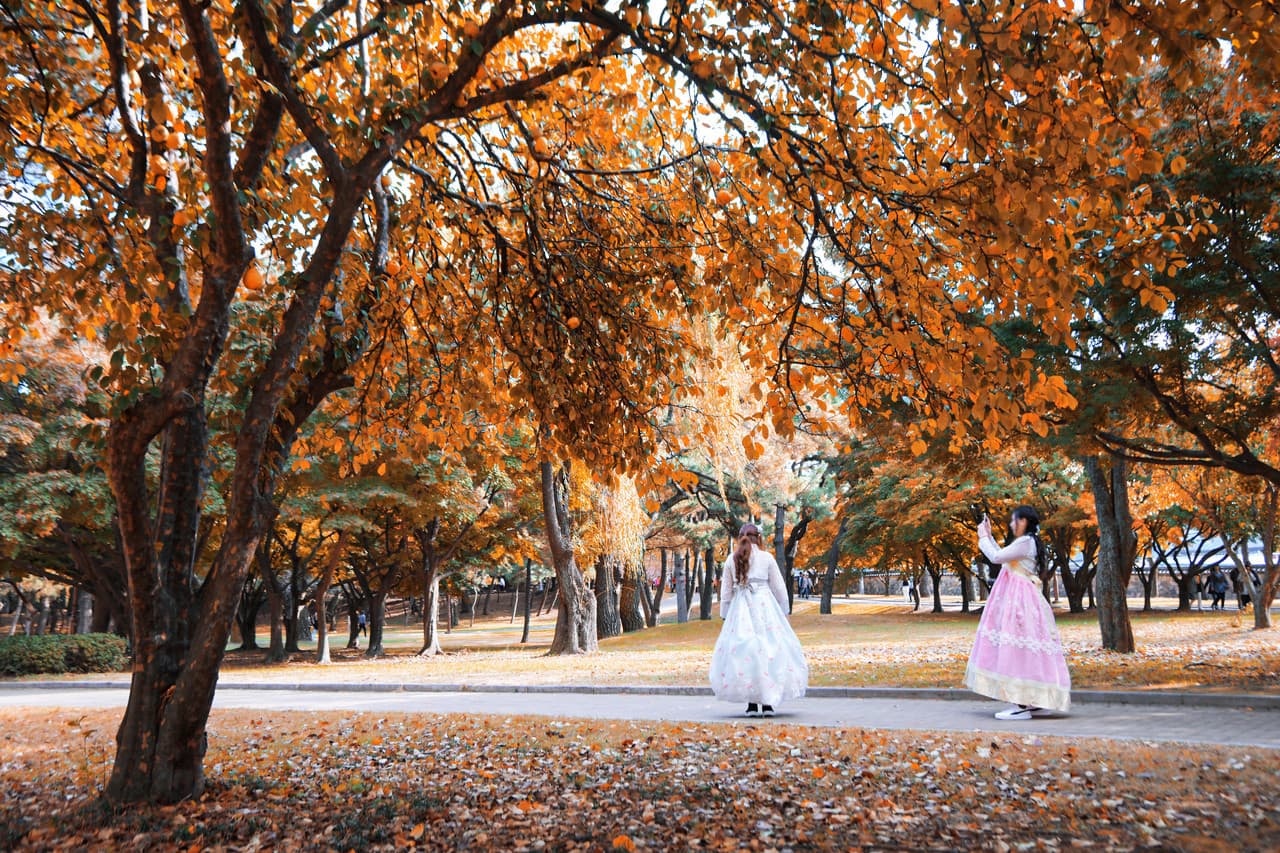 Gyeongju Autumn Foliage One Day Tour from Busan - მთავარი სურათი