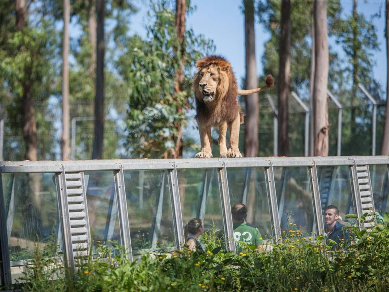 Zoo Santo Inácio Ticket - მთავარი სურათი