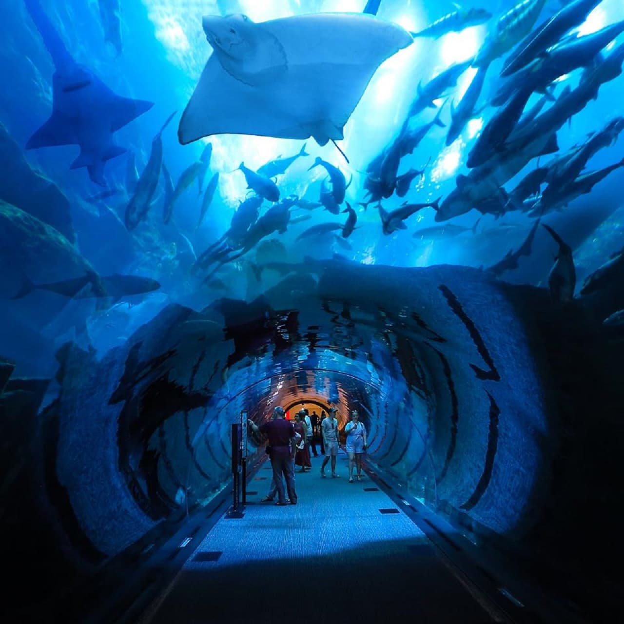 Dubai Aquarium and Underwater Zoo Ticket - სურათი 11