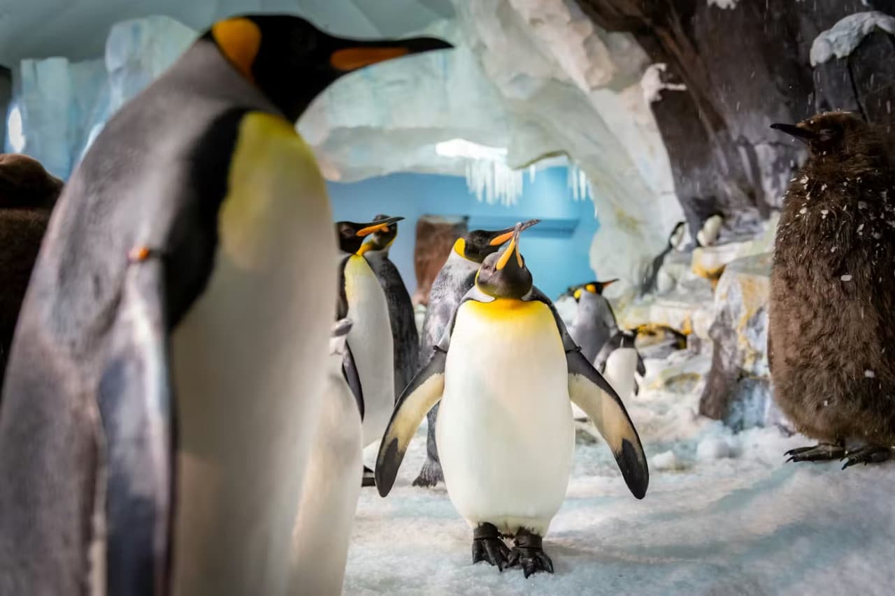 SeaWorld Orlando Ticket: Direct Entry + Optional All-Day Dining Deal + Multi-Park Discount Ticket - სურათი 9