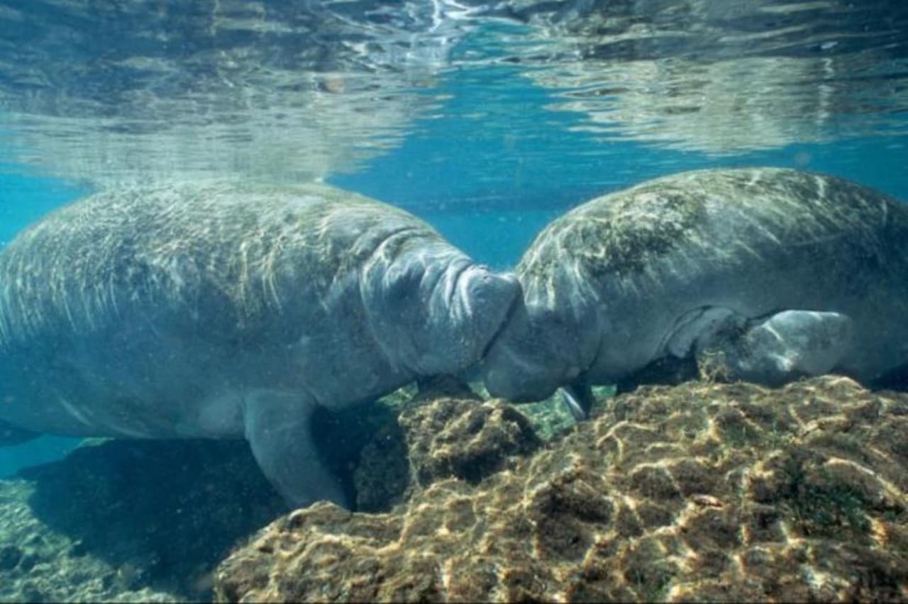 Florida Nature Coast Tour: Crystal River with Manatees Snorkelling, Homosassa State Park - სურათი 3