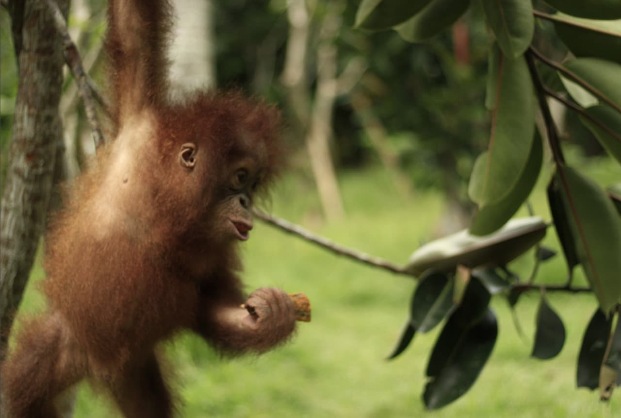 Lombok Wildlife Park - სურათი 7