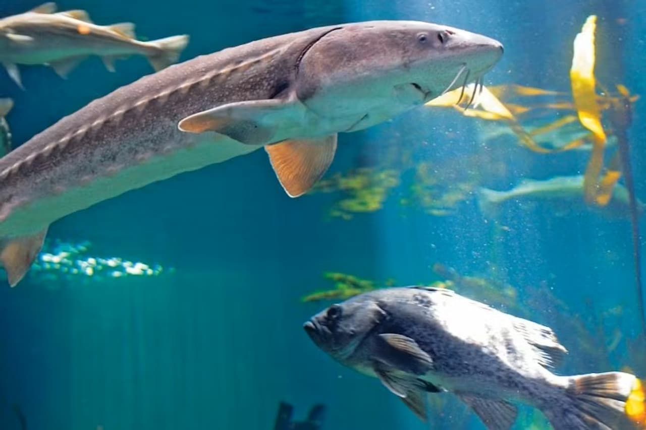 Vancouver Aquarium Ticket - სურათი 4