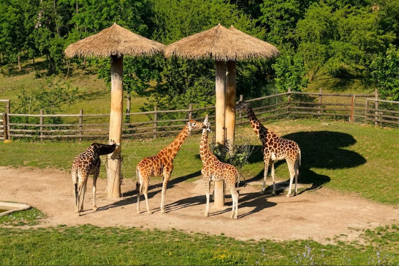 Prague Zoo Ticket + Audio Guide - მთავარი სურათი