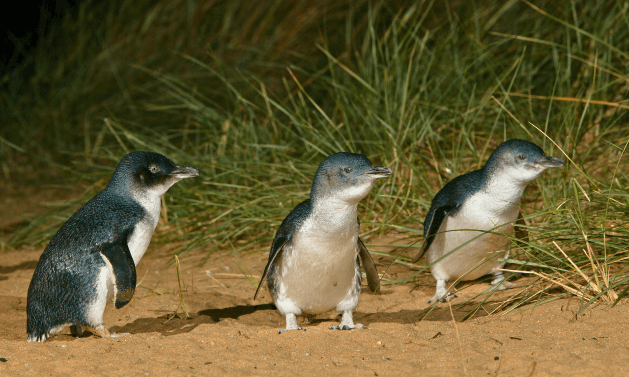 Phillip Island with Penguin Parade Eco Tour - სურათი 31