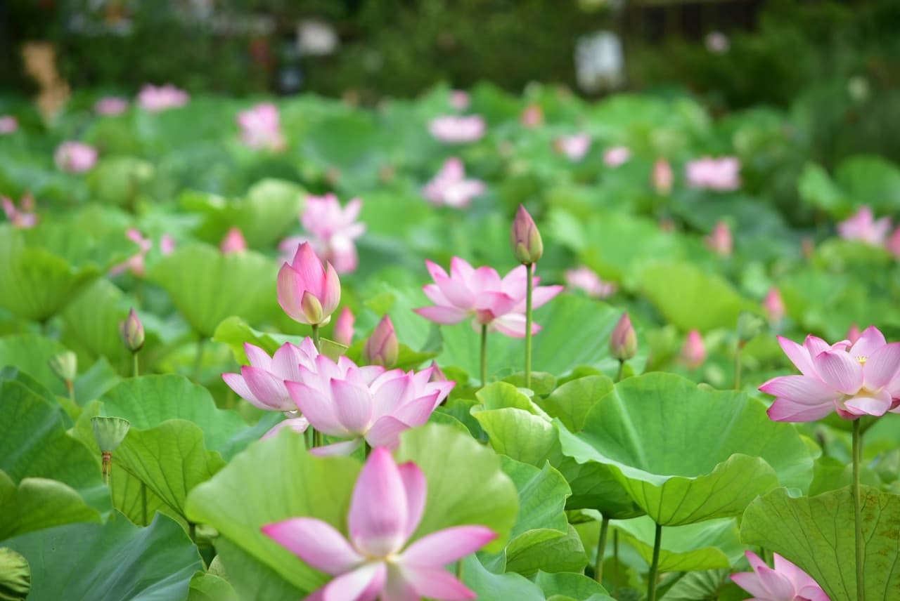 Okinawa Southeast Botanical Gardens - სურათი 7