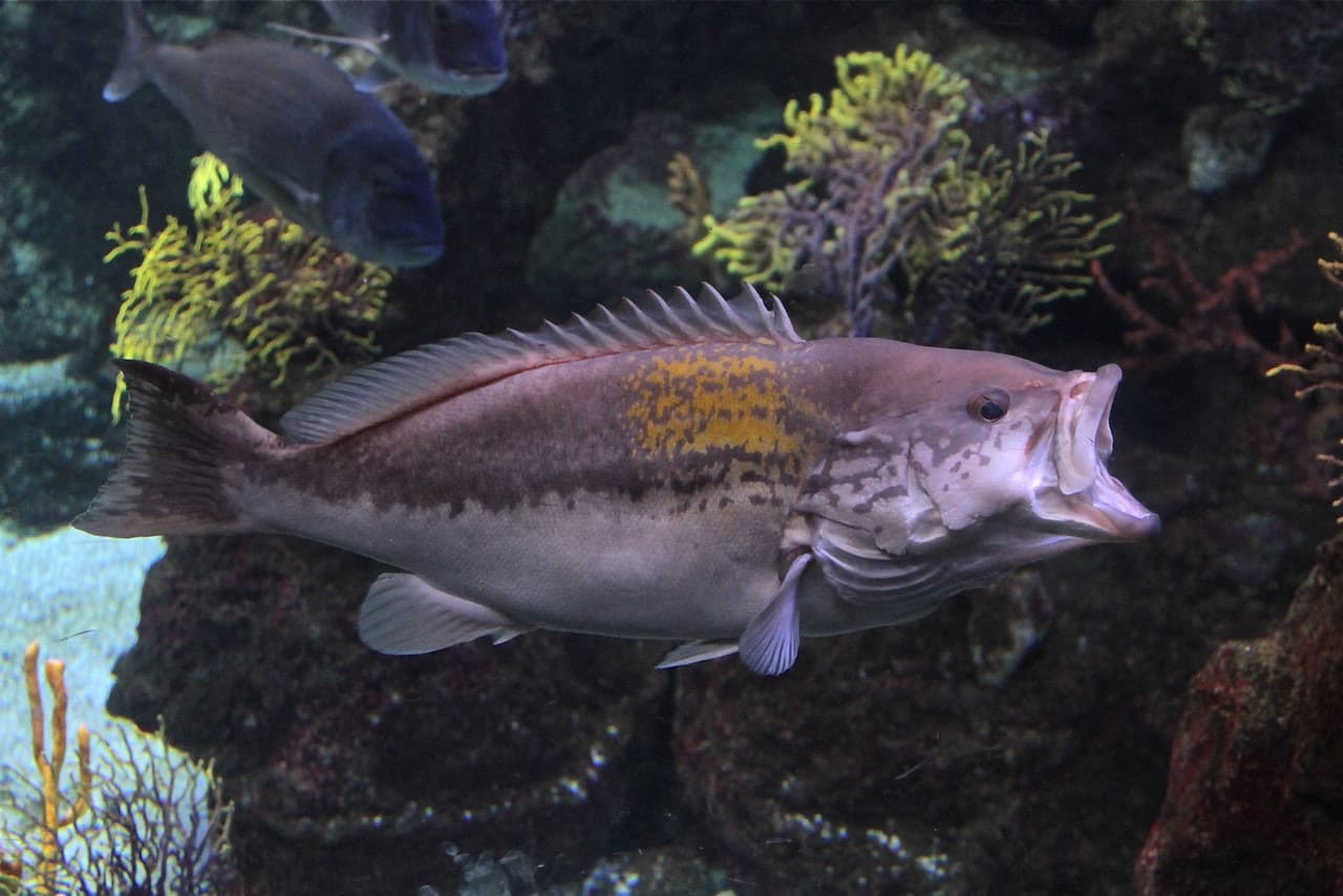 Barcelona Aquarium Ticket - სურათი 3