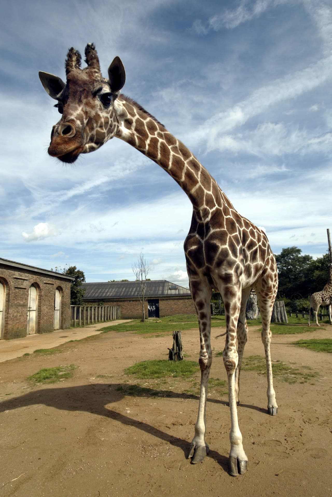London Zoo - სურათი 6