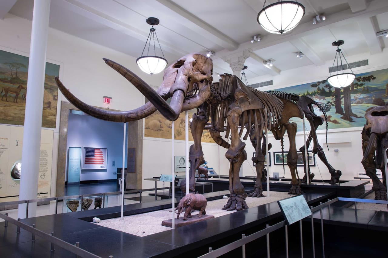 American Museum of Natural History Ticket - სურათი 14