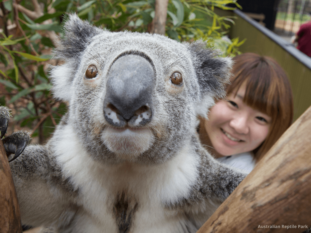 Australian Reptile Park - სურათი 19