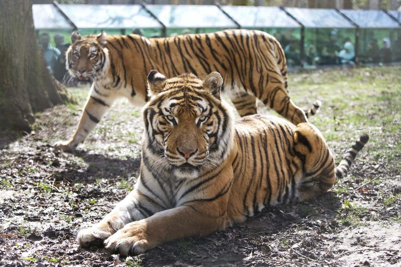 Thoiry ZooSafari: Skip The Line - სურათი 14