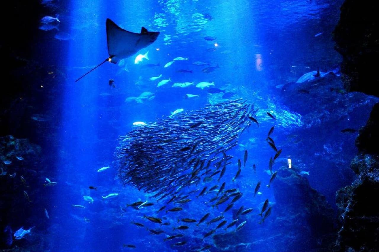 Kyoto Aquarium Ticket - სურათი 12