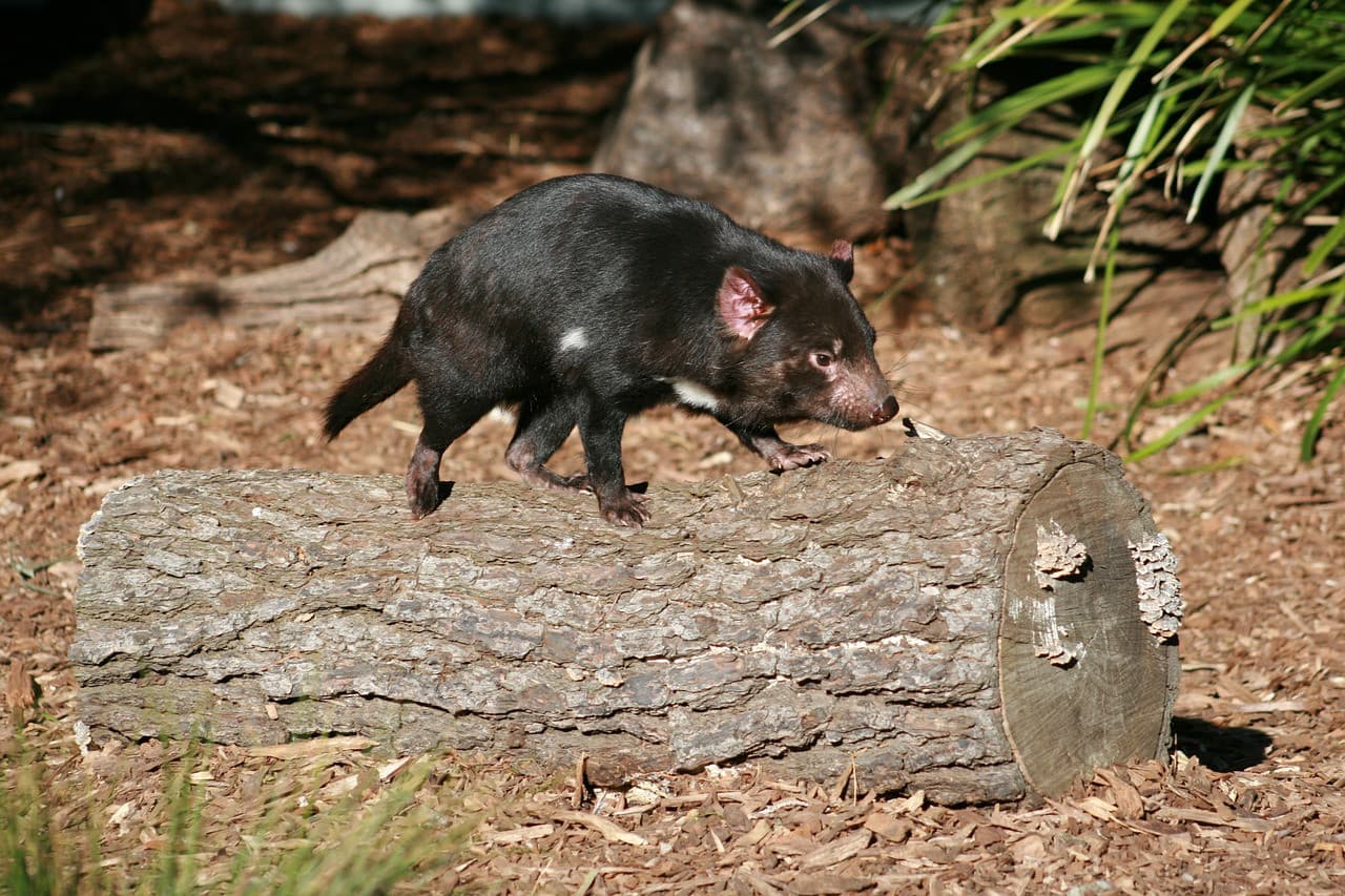 Bonorong Wildlife Sanctuary and Hobart City Tour - სურათი 18