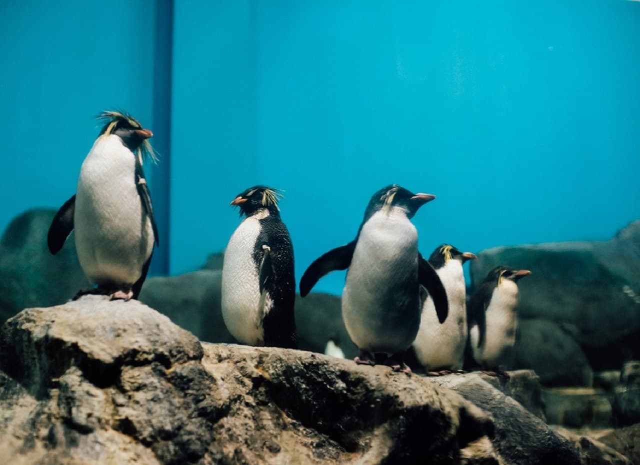 Underwater World Langkawi Ticket - სურათი 18