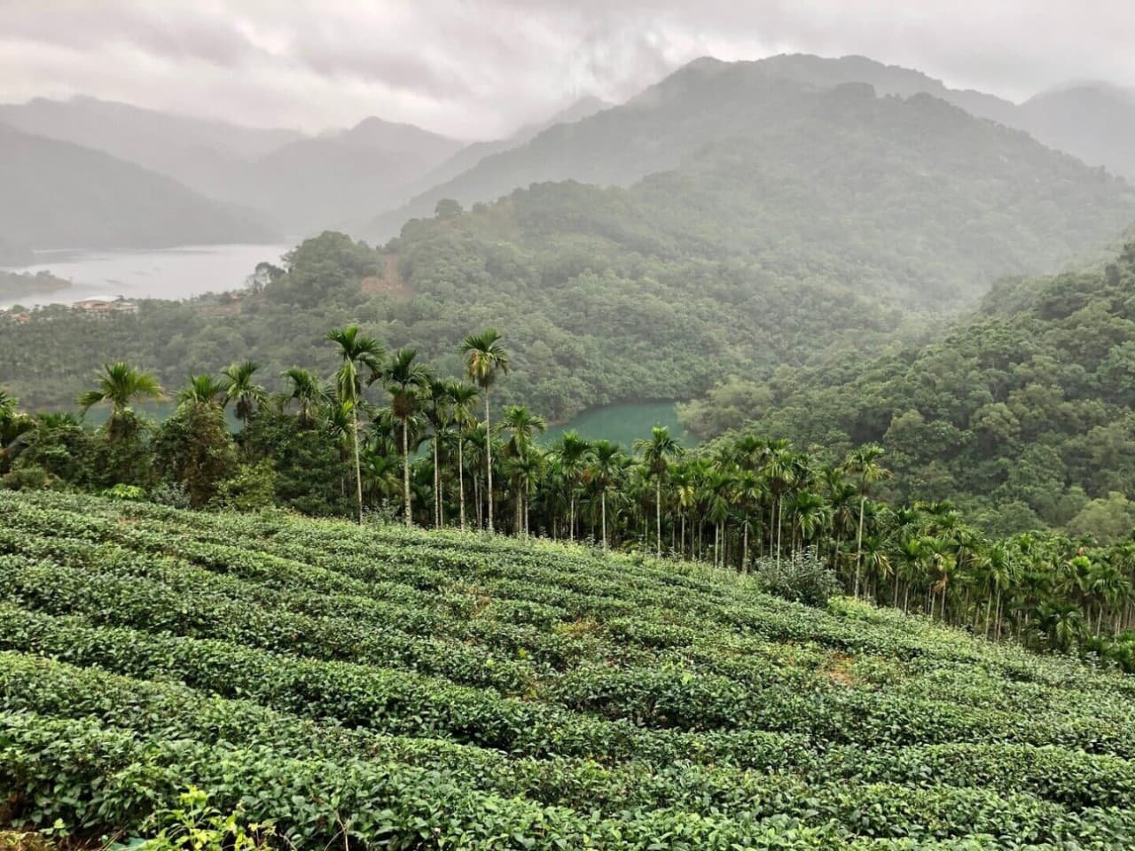 Pinglin Tea Culture and Maokong Full-Day Tour from Taipei - მთავარი სურათი