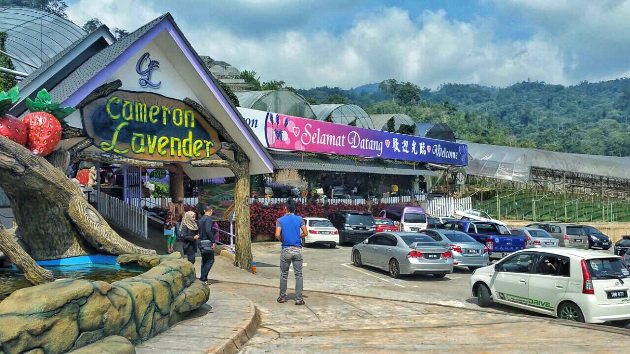Cameron Highlands Tour from Kuala Lumpur - სურათი 11