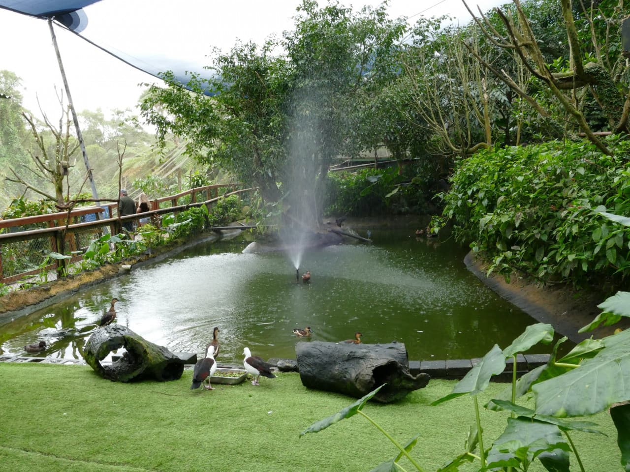 Birdworld Kuranda - სურათი 8