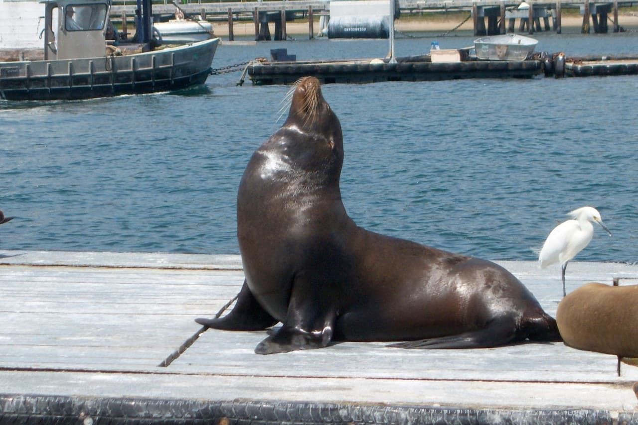 San Diego Harbour Cruise - სურათი 4