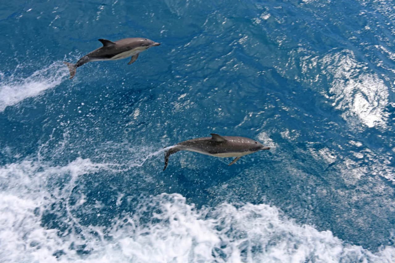 Wilsons Promontory Whale Watching Sightseeing Cruise - სურათი 2