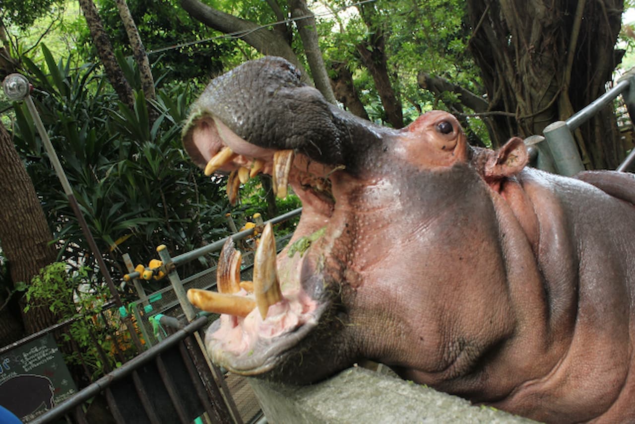 Okinawa Zoo & Museum Ticket - სურათი 7