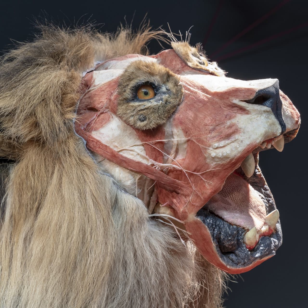 BODY WORLDS Berlin - სურათი 6