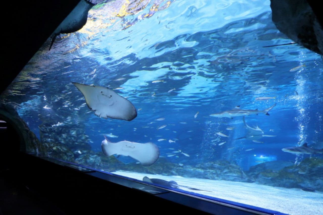 SEA LIFE COEX, Seoul Aquarium Ticket - სურათი 6